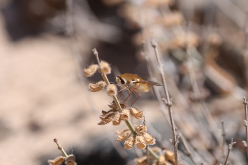 Anastoechus Latifrons