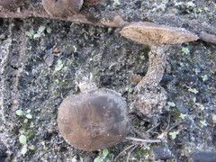 Hydnangiaceae