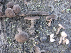 Hydnangiaceae