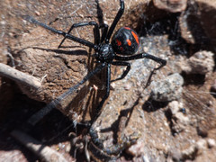 Latrodectus mirabilis