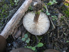 Hydnangiaceae