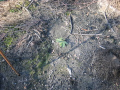 Hydnangiaceae