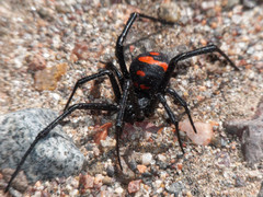 Latrodectus mirabilis