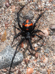 Latrodectus mirabilis