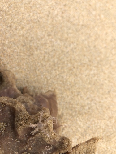 Ophiothrix caespitosa image