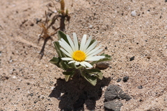 Asteriscus schultzii