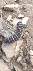 Rothschildia arethusa