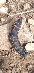 Rothschildia arethusa