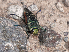 Lampetis plagiata