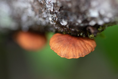 Anthracophyllum discolor