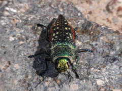 Lampetis plagiata
