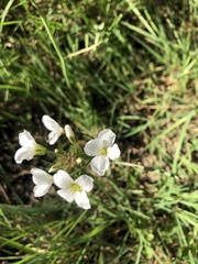 Cardamine penduliflora