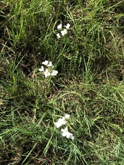 Cardamine penduliflora