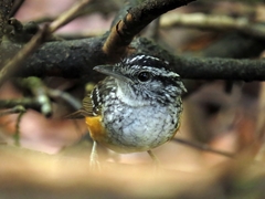 Hypocnemis peruviana