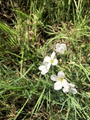 Cardamine penduliflora