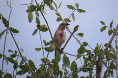 Rhodophoneus cruentus