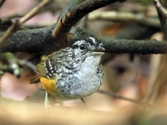 Hypocnemis peruviana