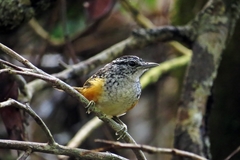 Hypocnemis peruviana