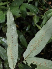 Serpocaulon