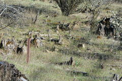 Castilleja subinclusa subinclusa