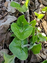 Asarum canadense canadense
