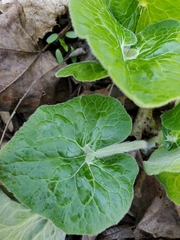 Asarum canadense canadense