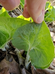 Asarum canadense canadense