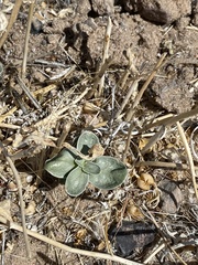 Penstemon albomarginatus
