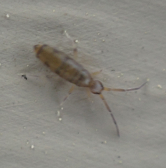 Willowsia nigromaculata