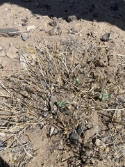 Penstemon albomarginatus