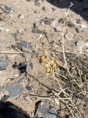 Penstemon albomarginatus