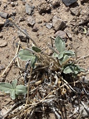 Penstemon albomarginatus
