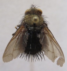 Tachinidae