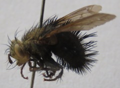 Tachinidae