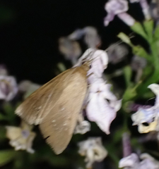 Diastictis