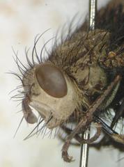 Tachinidae