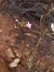 Boechera quadrangulensis