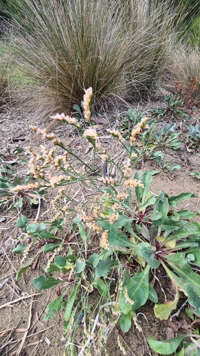 Image of Limonium australe by no rights reserved