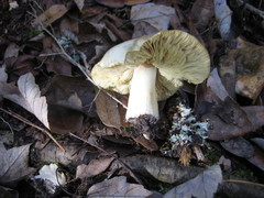 Tricholoma odorum