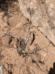 Boechera quadrangulensis