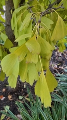 Ginkgo biloba