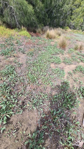 Image of Limonium australe by no rights reserved