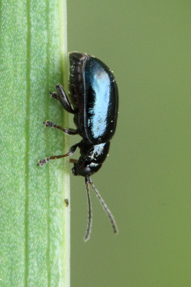 Iris Flea Beetle, photo 1 of 10