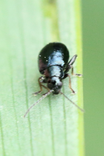 Iris Flea Beetle, photo 2 of 10