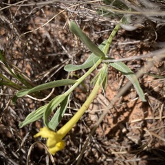 Lithospermum incisum