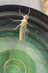 Stenacron interpunctatum interpunctatum