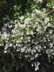 Ceanothus oliganthus sorediatus