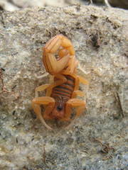 Jaguajir rochae