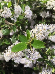 Ceanothus oliganthus sorediatus