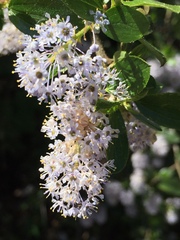 Ceanothus oliganthus sorediatus